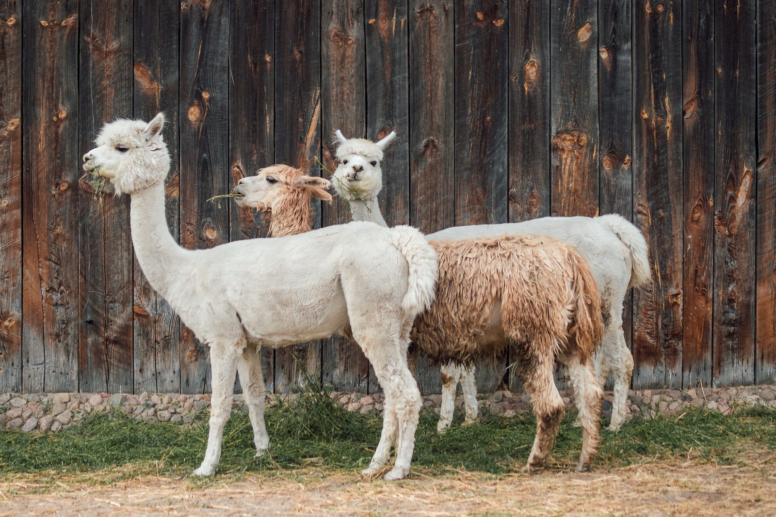 Alpaca - wełna wysokogórskiej jakości