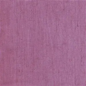 Fuchsia 29