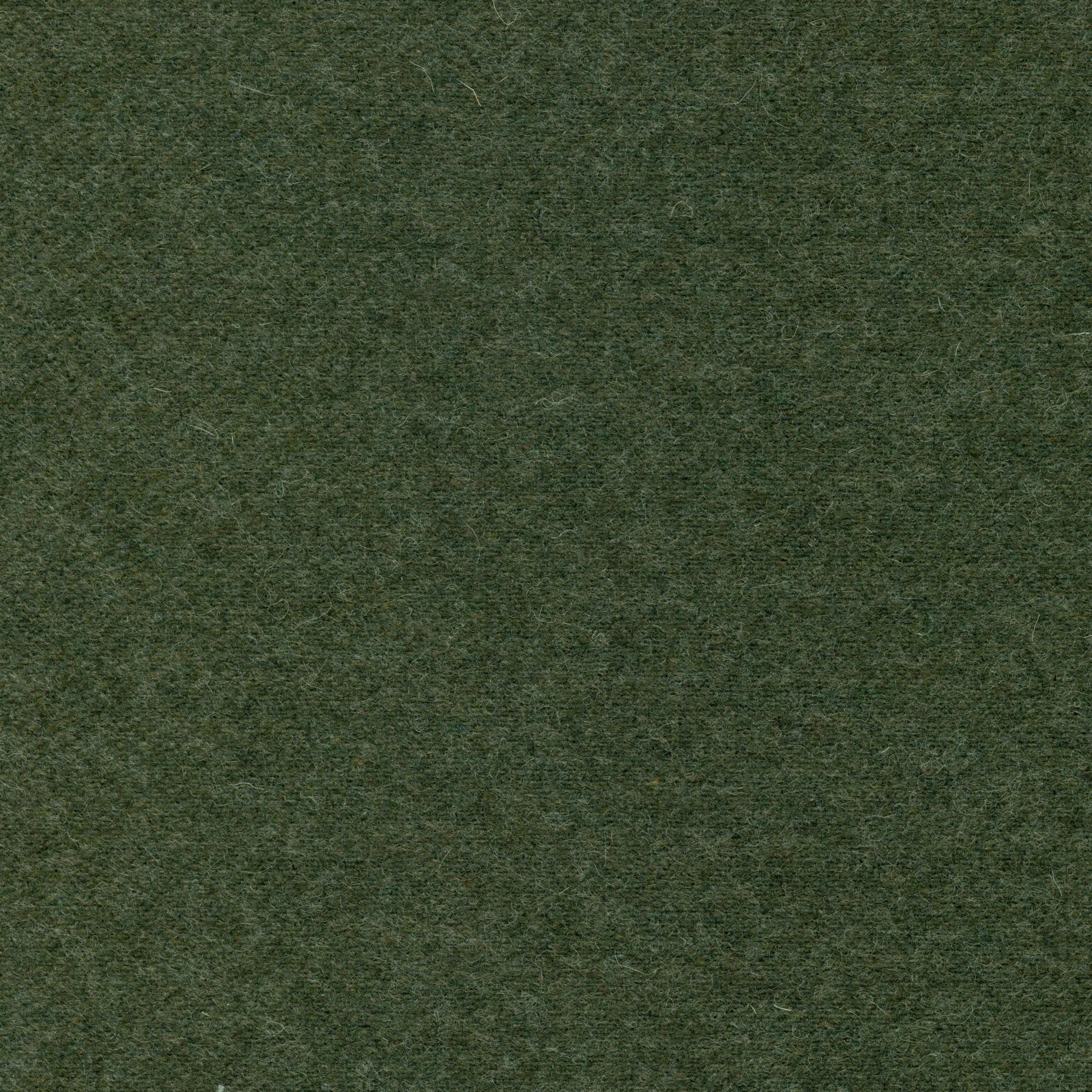 Lichen-24