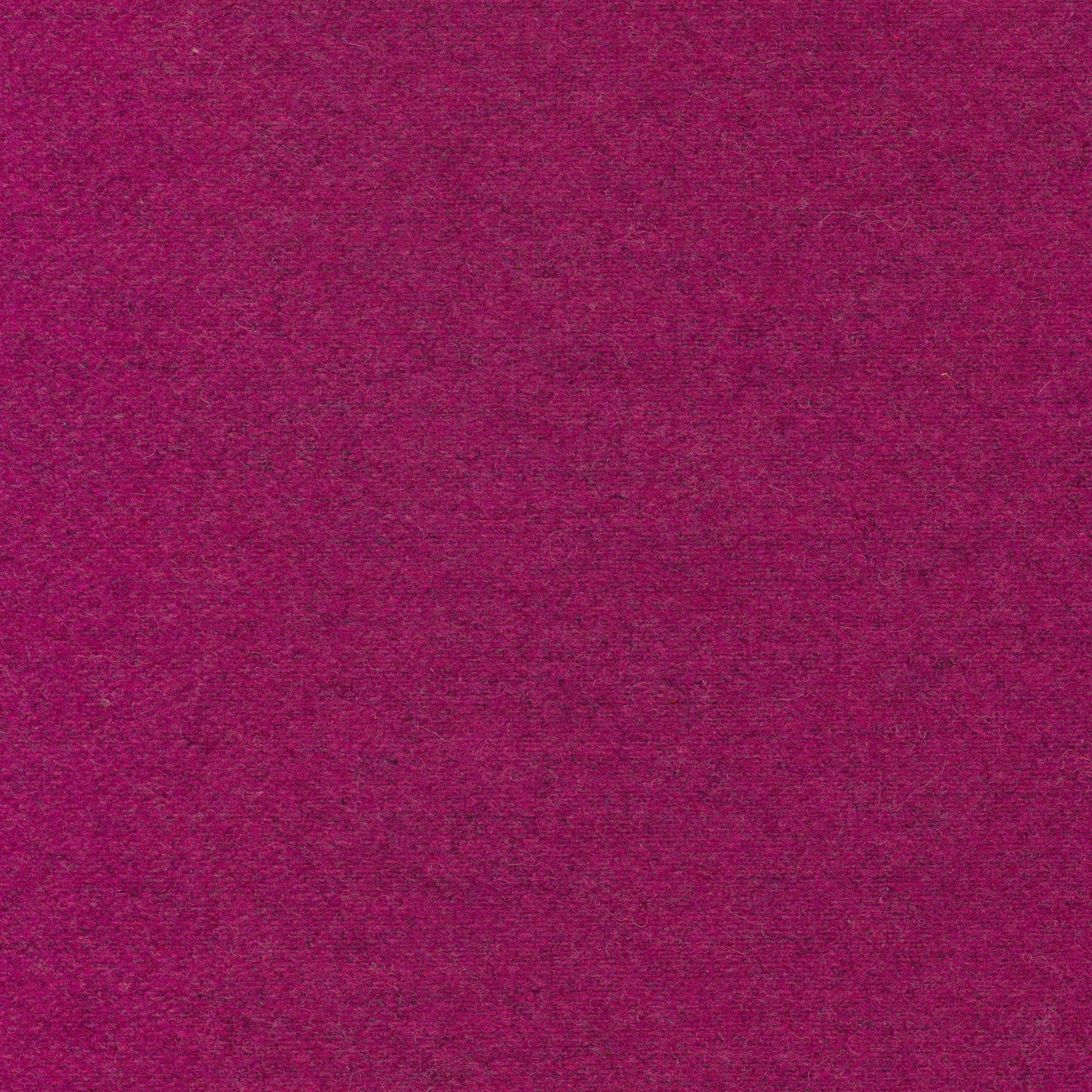 Fuchsia-20