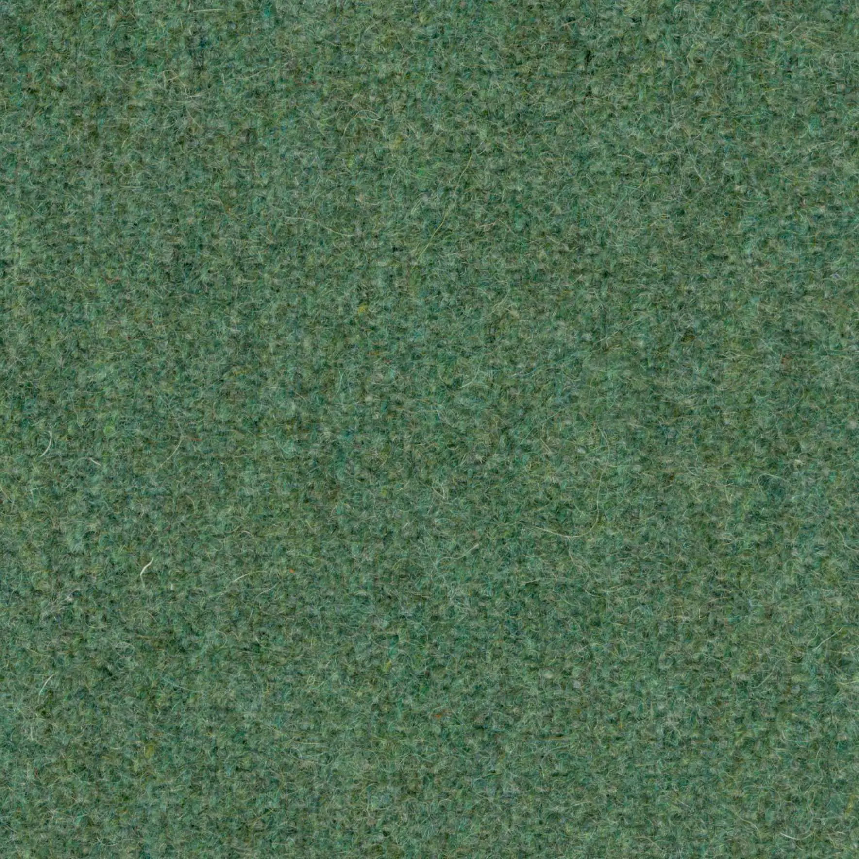Seagrass-64