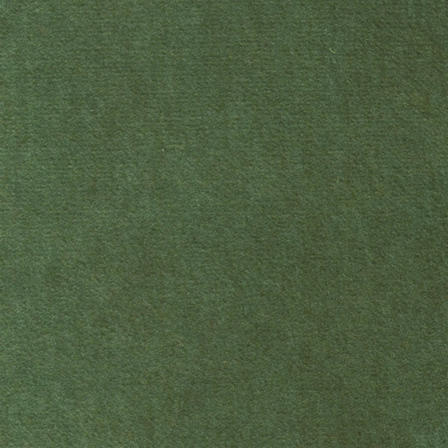 Fern 521