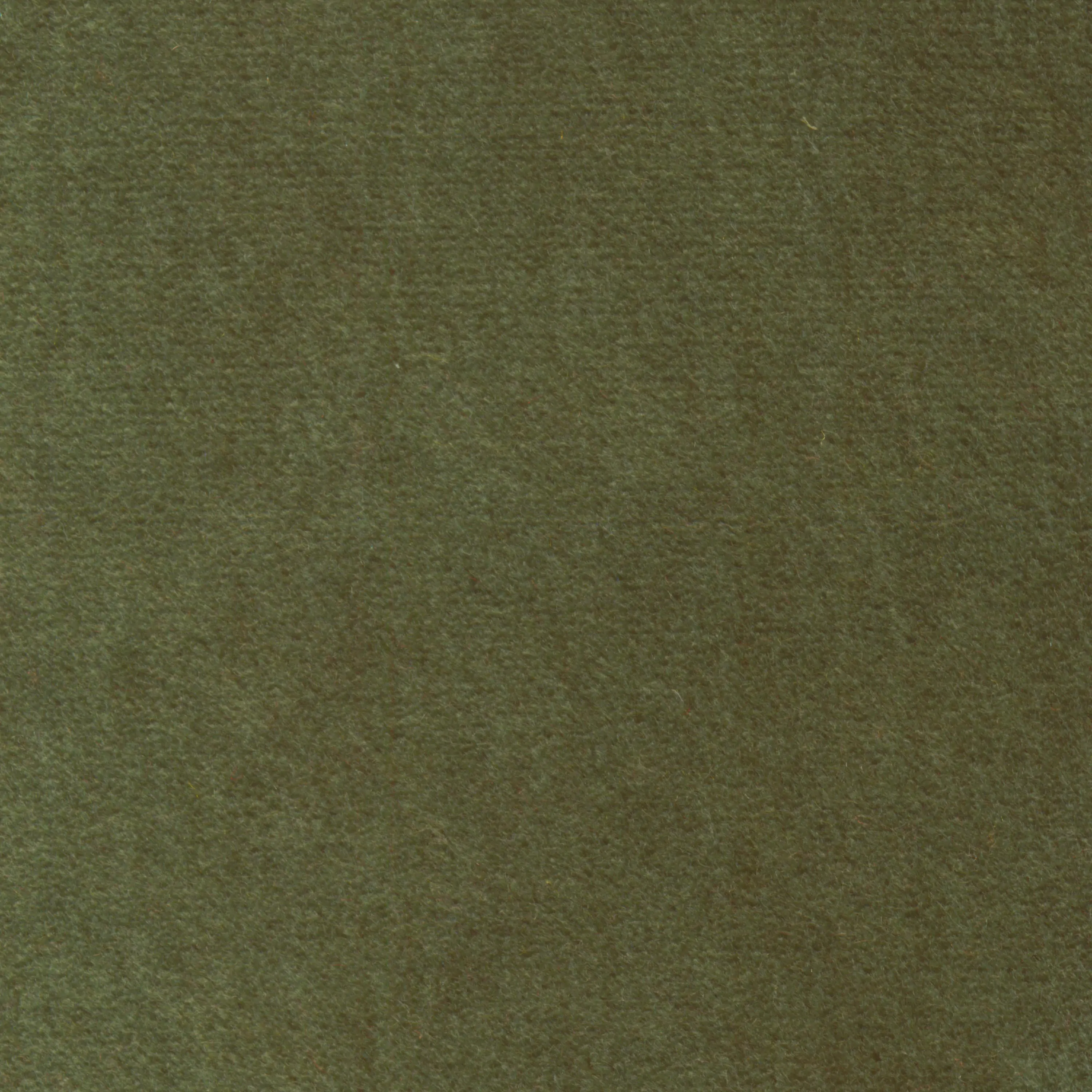 Basil 509
