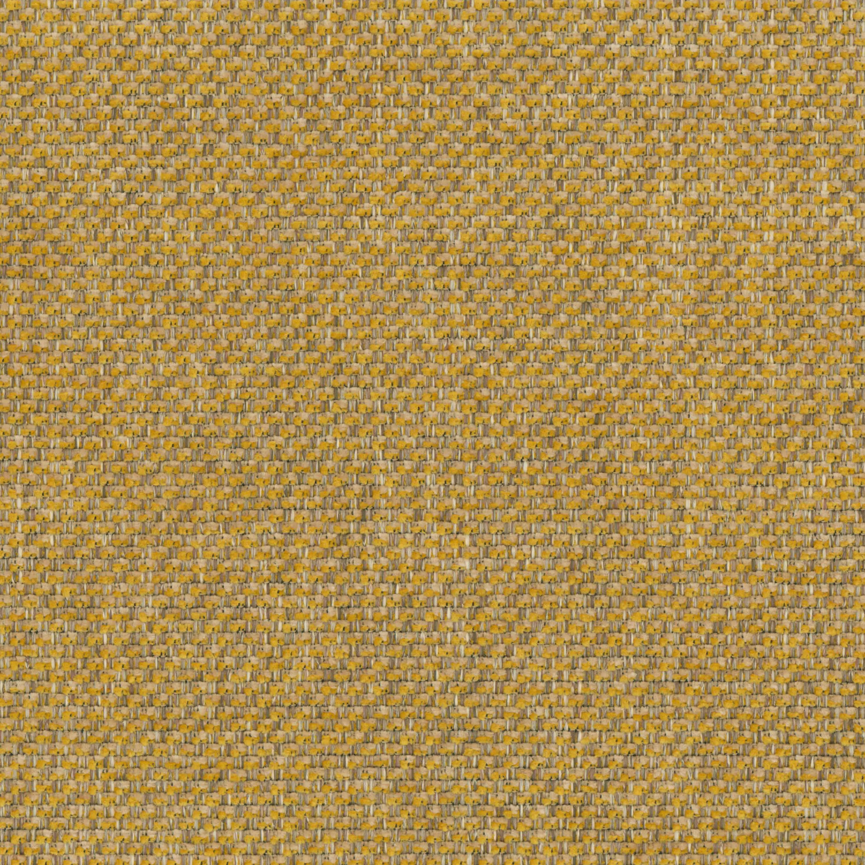 Spicy Mustard 24